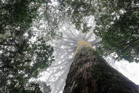 杉樹果實|快要撞到月亮、台灣最高的樹－台灣杉